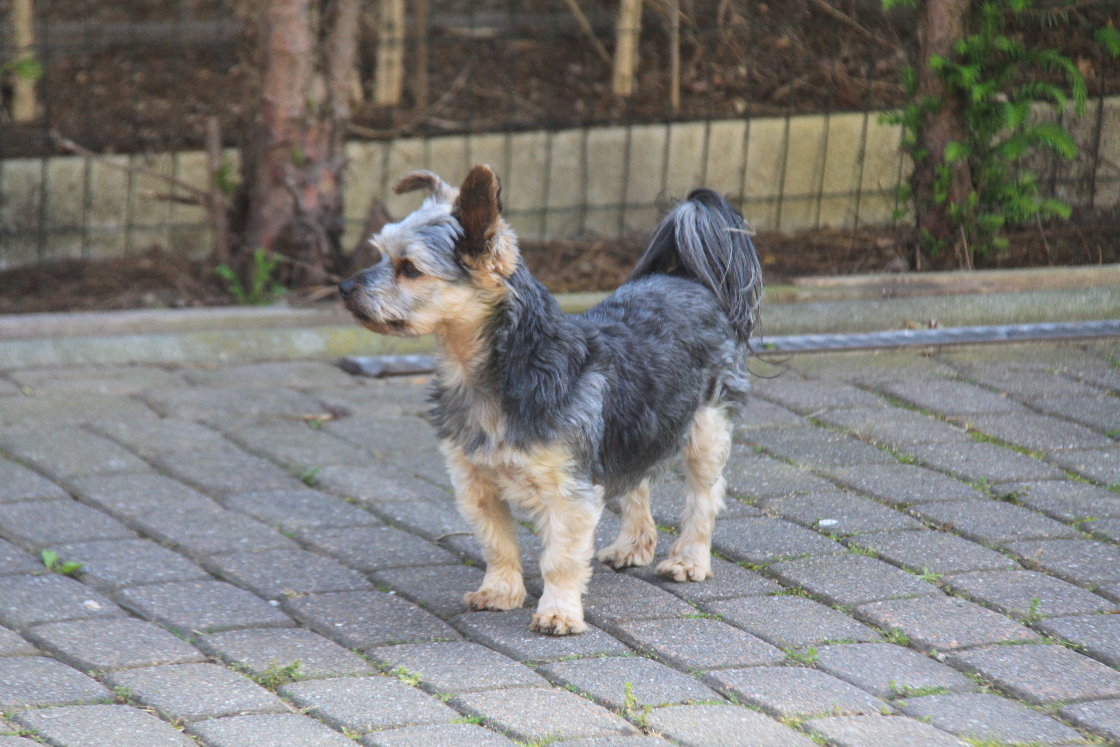 Balou born 2009